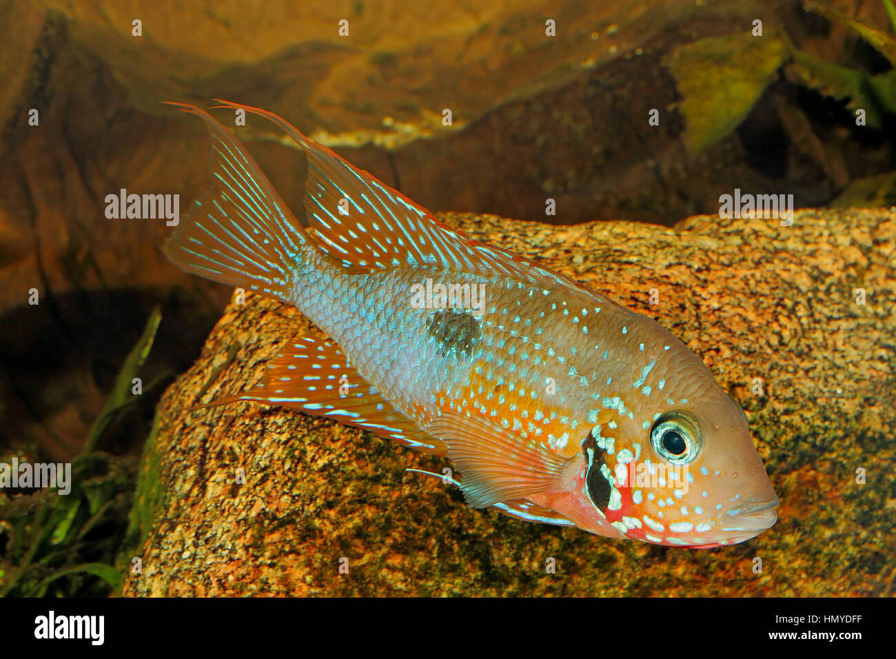 Mexican Fire Mouth (Thorichthys ellioti) - male Stock Photo