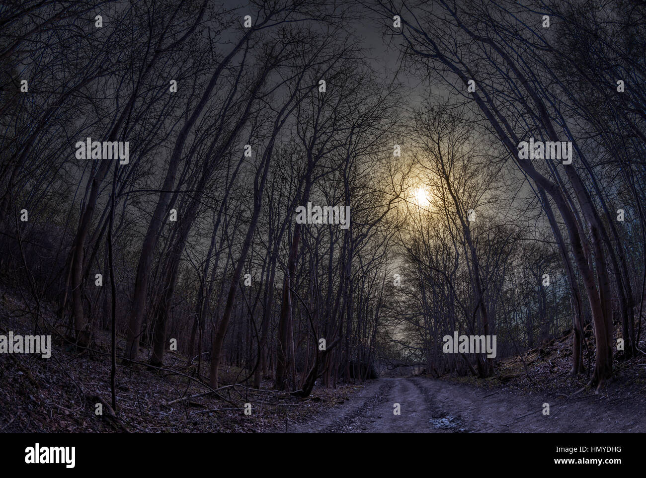 The sun coming through the trees on a cold winters day Stock Photo