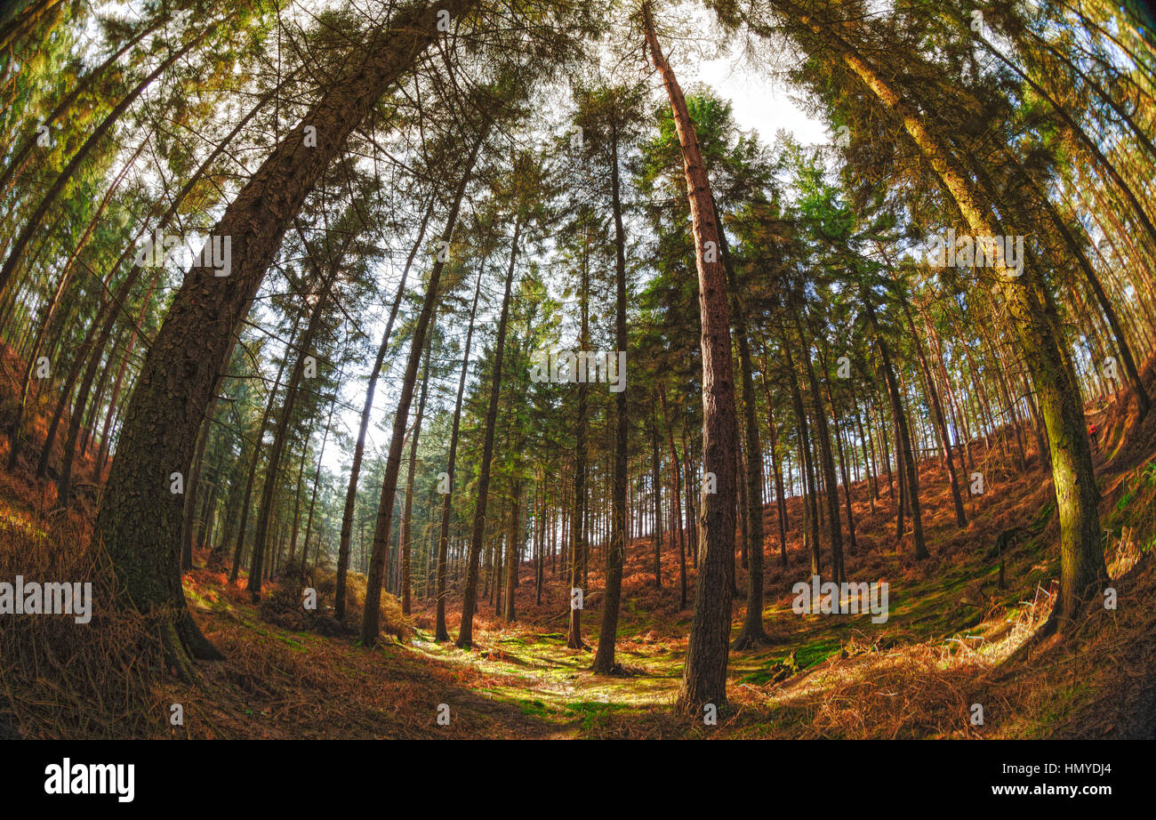 Sun through the trees in the forest Stock Photo - Alamy