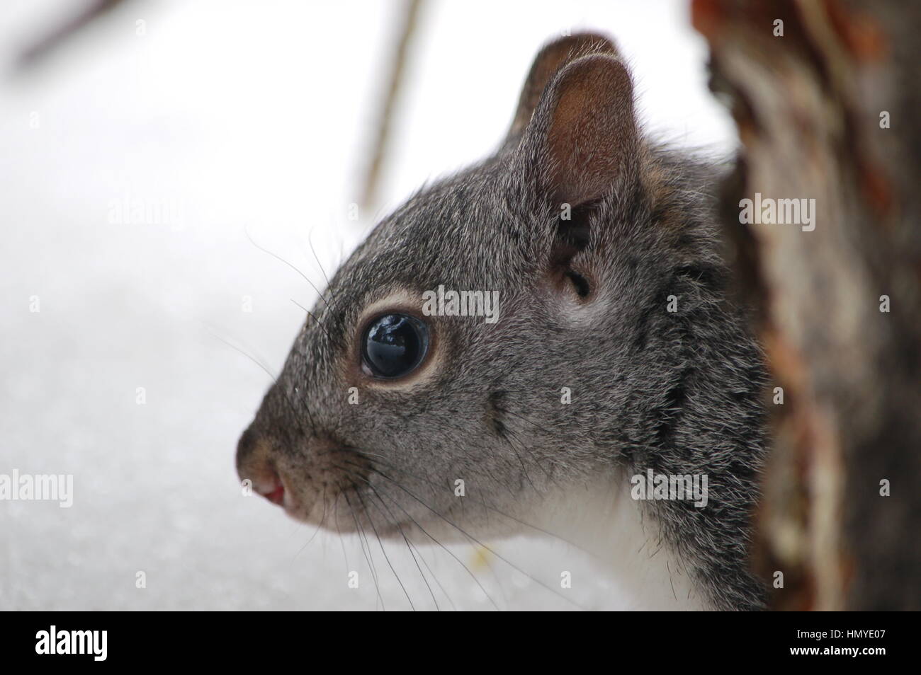 A close up of a western gray squirrel under a pine tree in the Virginia City Highland, Nevada. Stock Photo