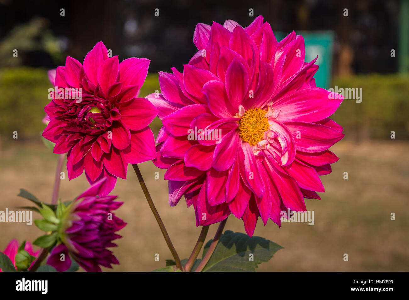 Background flowers patterns hi-res stock photography and images - Alamy