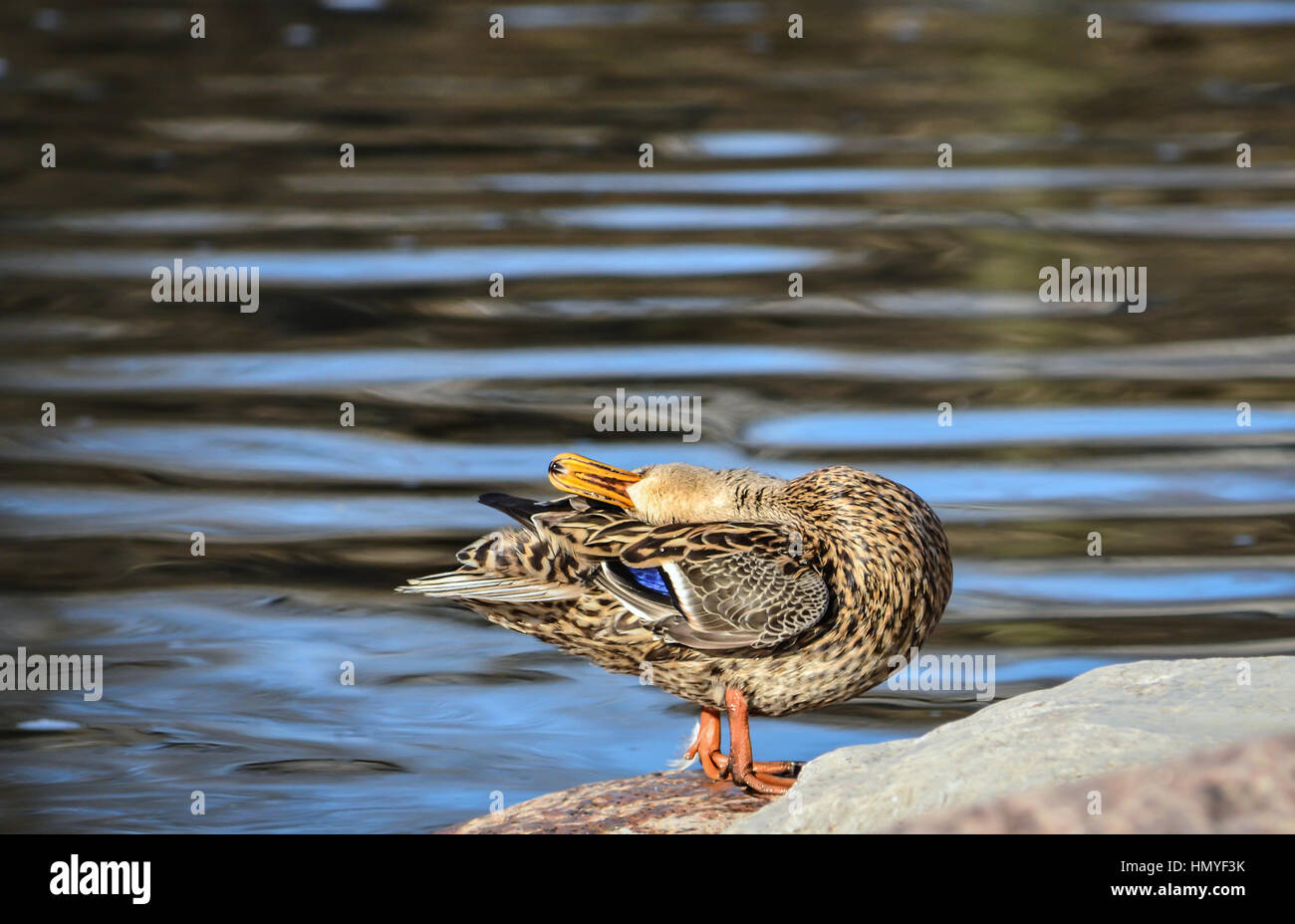 Calming Duck