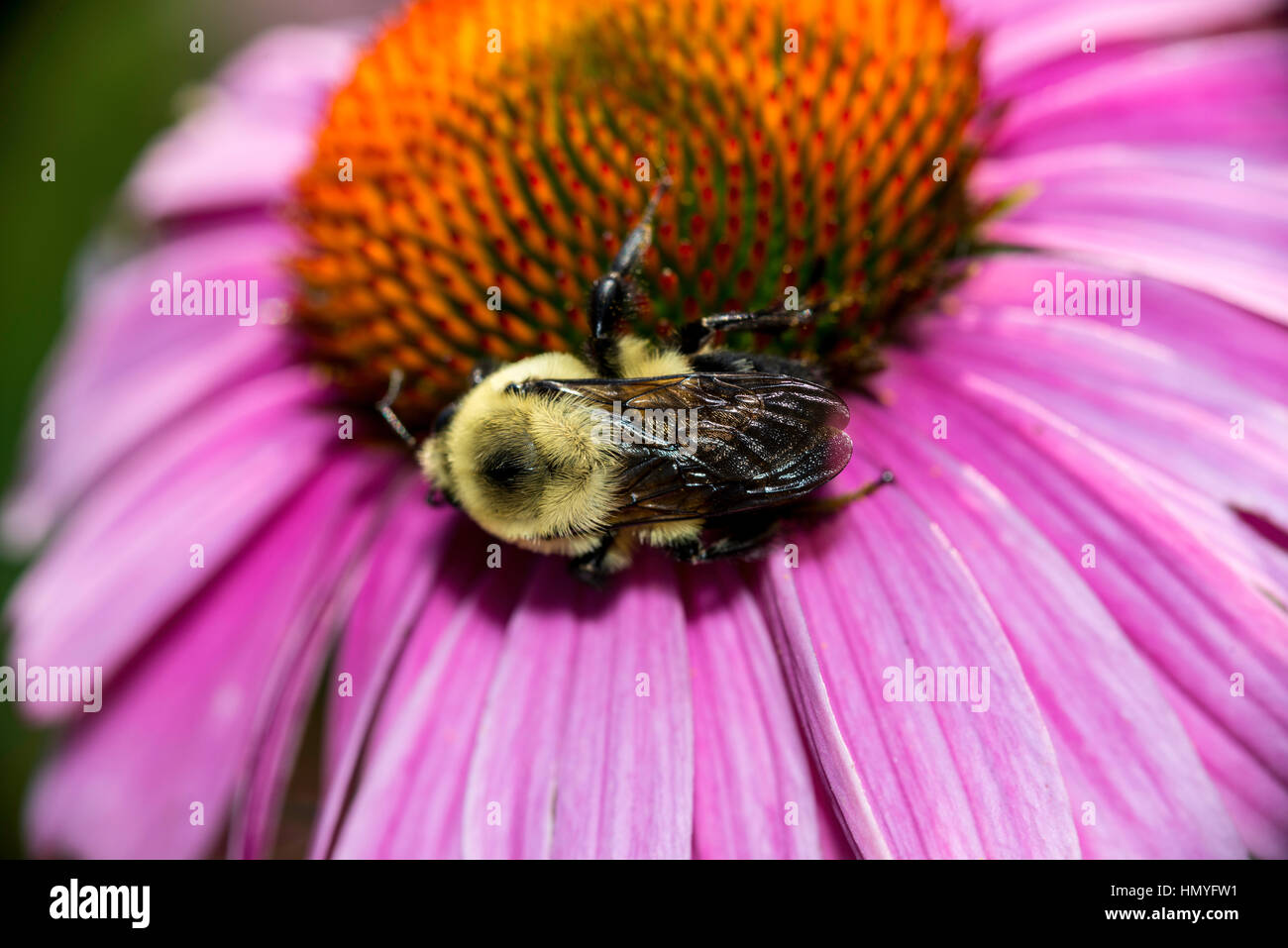 Eastern Carpenter Bee on Purple Coneflower Stock Photo Alamy