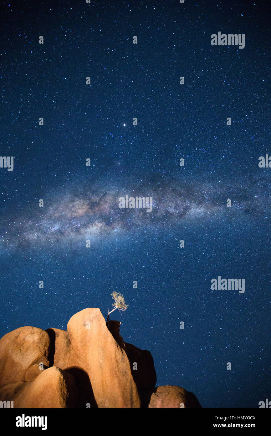 A lone tree grows from a granite koppie under the Milky Way Stock Photo ...