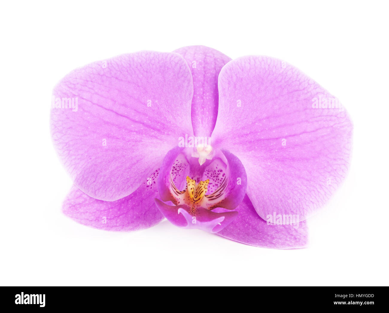 pink orchid isolated on white Stock Photo - Alamy