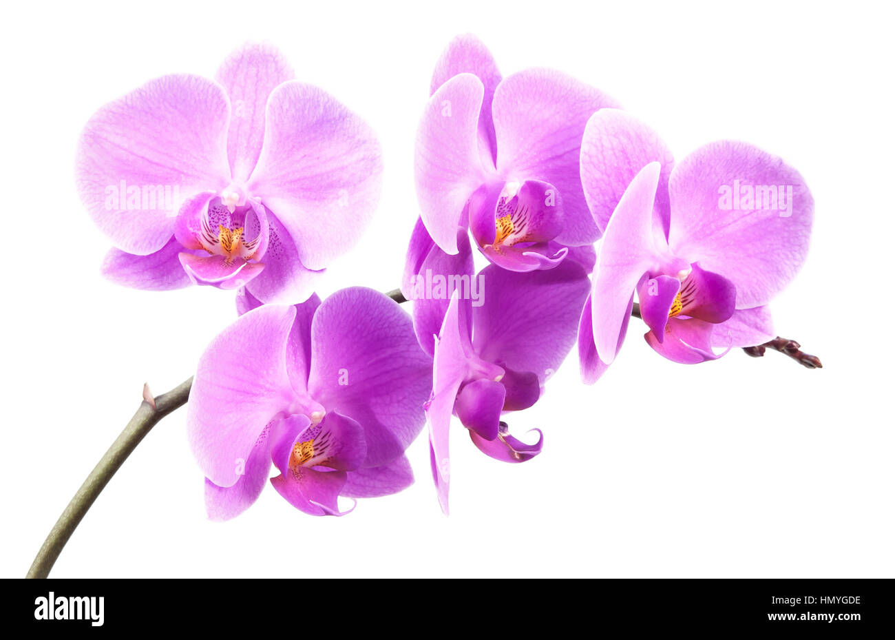 pink streaked orchid flower, isolated Stock Photo - Alamy