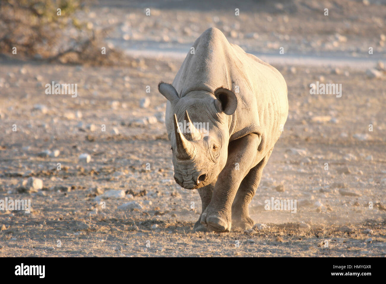 Rhino walking to a water hole Stock Photo