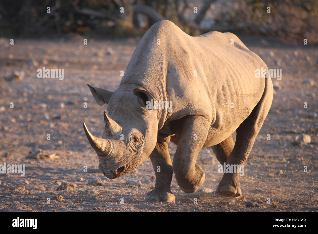 Rhino walking to a water hole Stock Photo