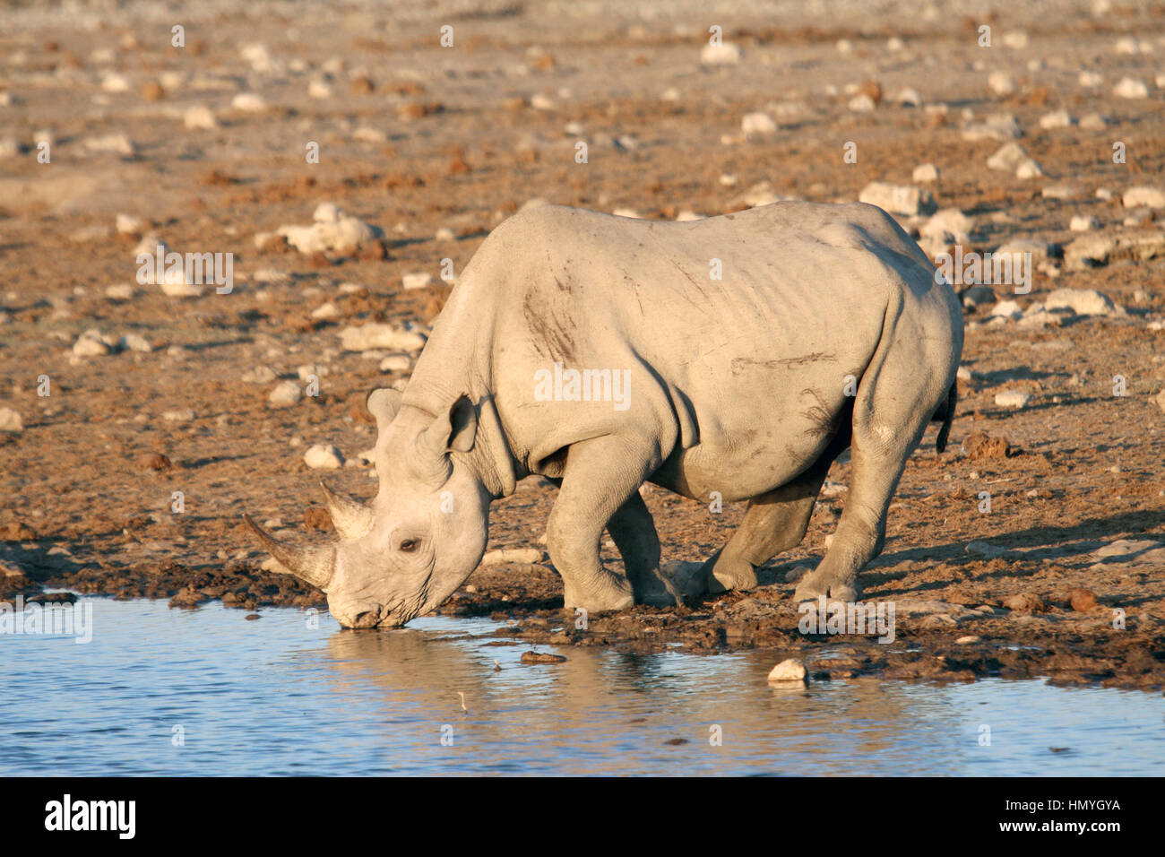 Rhino walking to a water hole Stock Photo