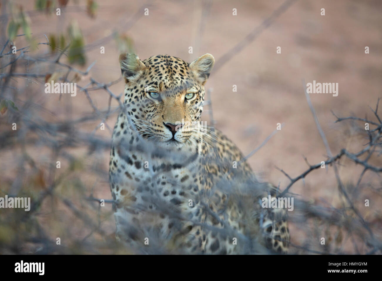 Leopard hunter hi-res stock photography and images - Alamy