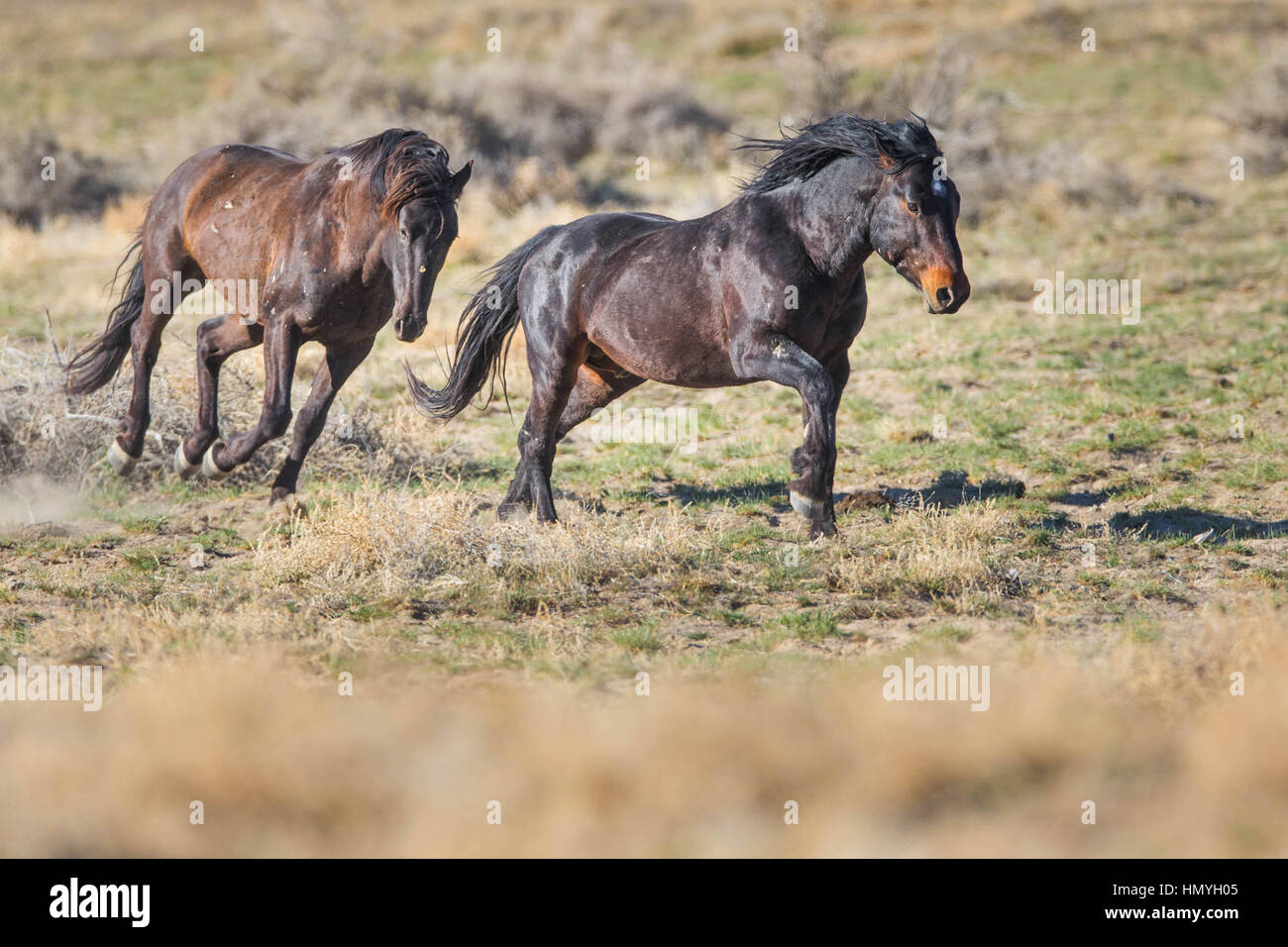 Stock Photo : Two Brown Wild Mustangs Running (Equus ferus caballus), West Desert, Utah, USA, North America Stock Photo