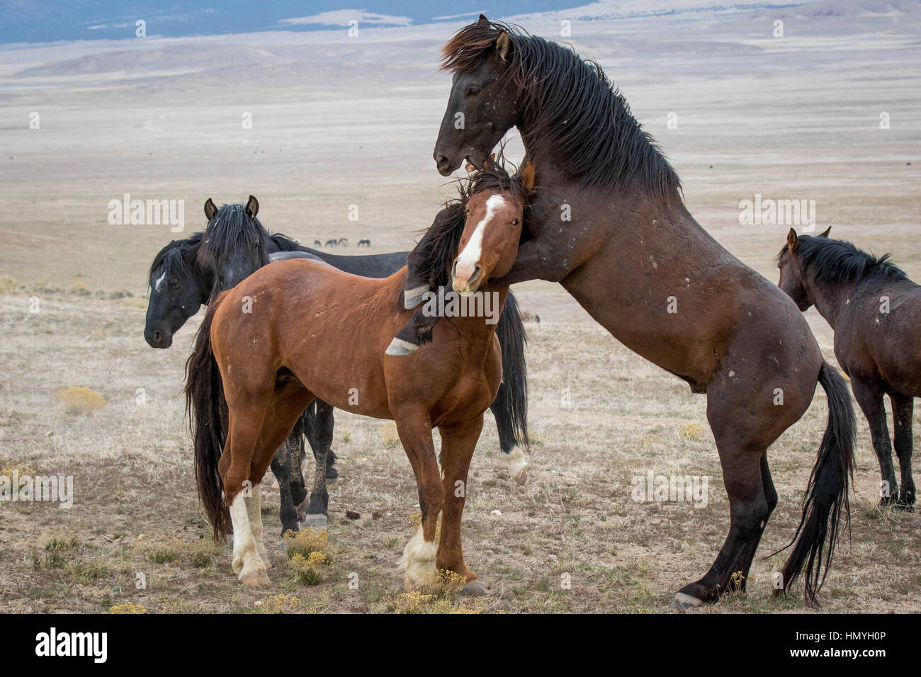 Stock Photo : Wild Horse in a head lock  (Equus ferus caballus) in the West Desert, Utah, USA, North America Stock Photo