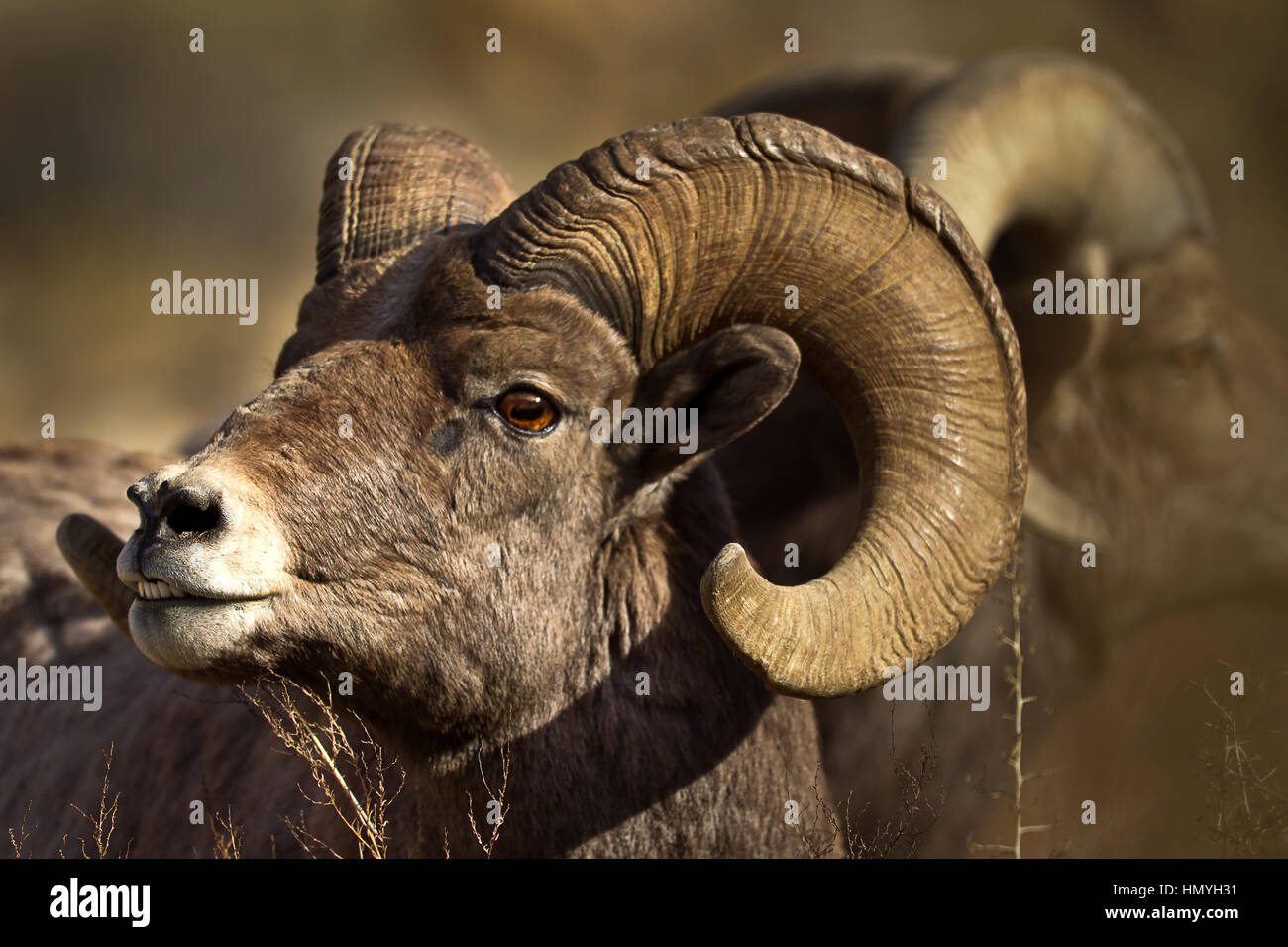 Mature BigHorn Sheep Ram, Ovis canadensis, in southern Utah, Green River, Utah, USA Stock Photo