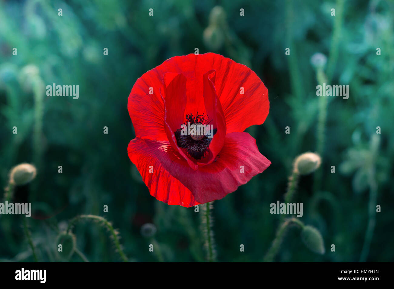 single wild poppy flower closeup Stock Photo
