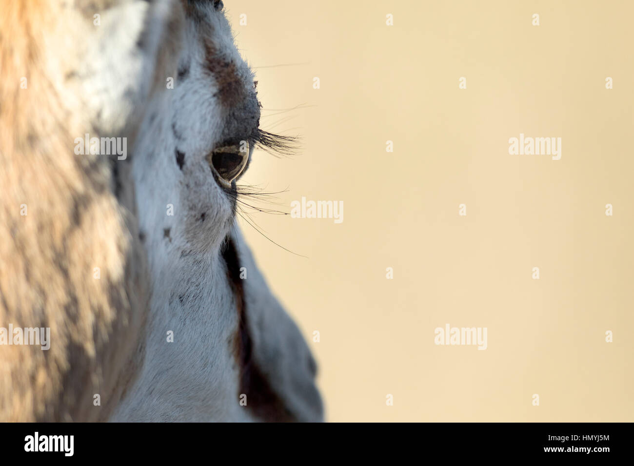 Close up of a springboks eye Stock Photo
