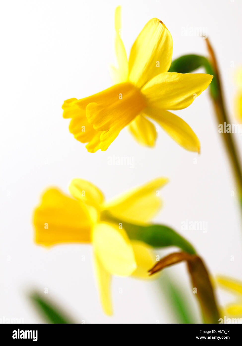 Daffodil leaves no flowers hires stock photography and images Alamy