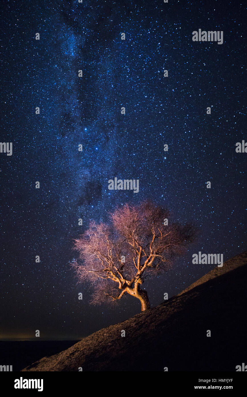 Tree under the Milky Way Stock Photo