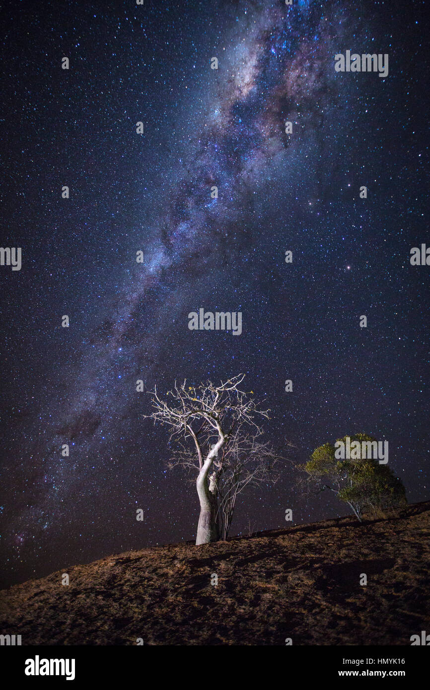 Tree under the Milky Way Stock Photo