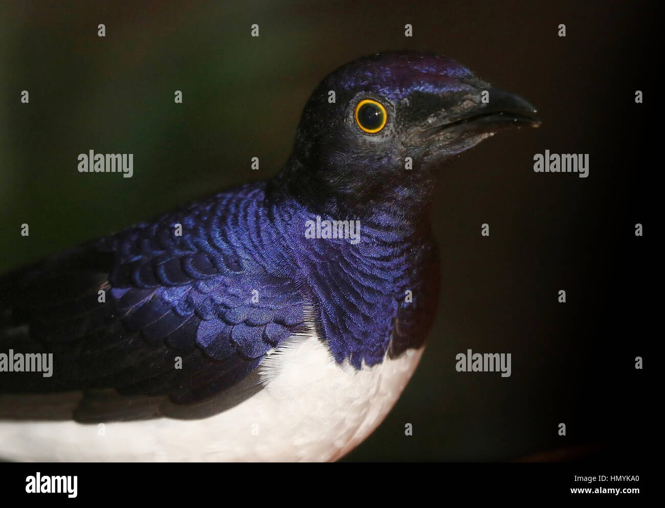 African Violet backed starling, also Amethyst starling (Cinnyricinclus leucogaster), close-up of the head. Stock Photo