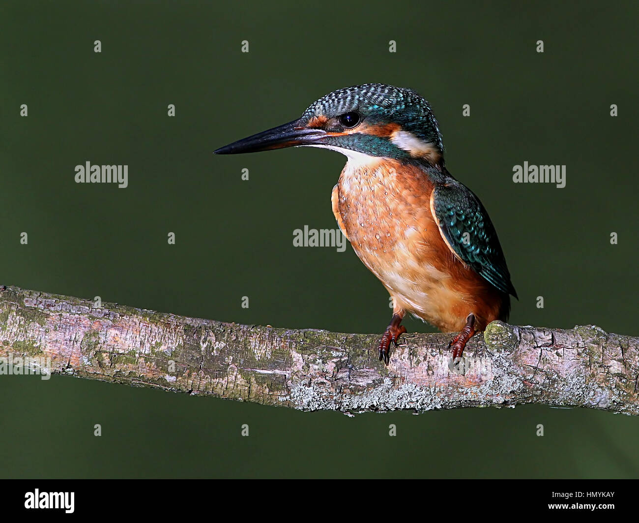 Male European Kingfisher (Alcedo Atthis) posing on a branch Stock Photo