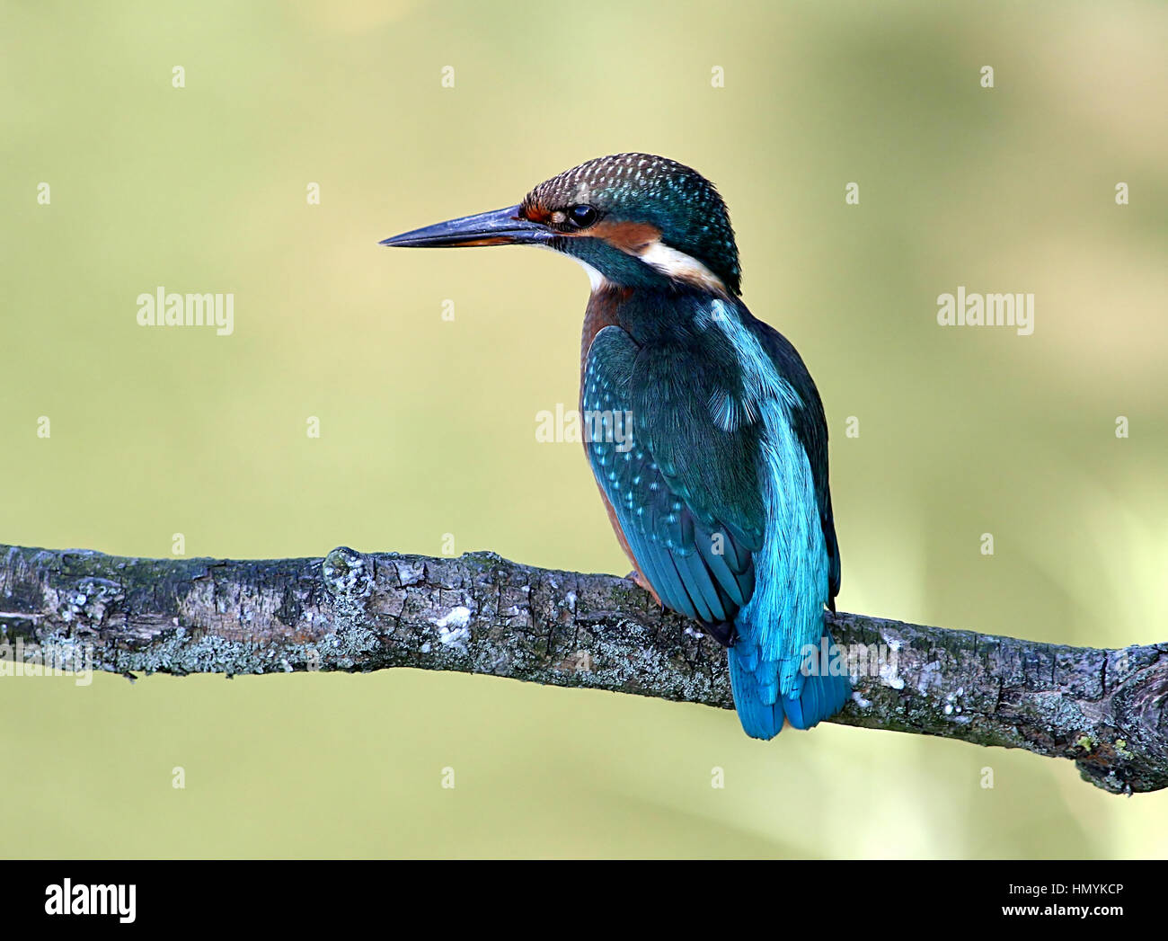 European Kingfisher (Alcedo Atthis) posing on a branch, seen in profile Stock Photo