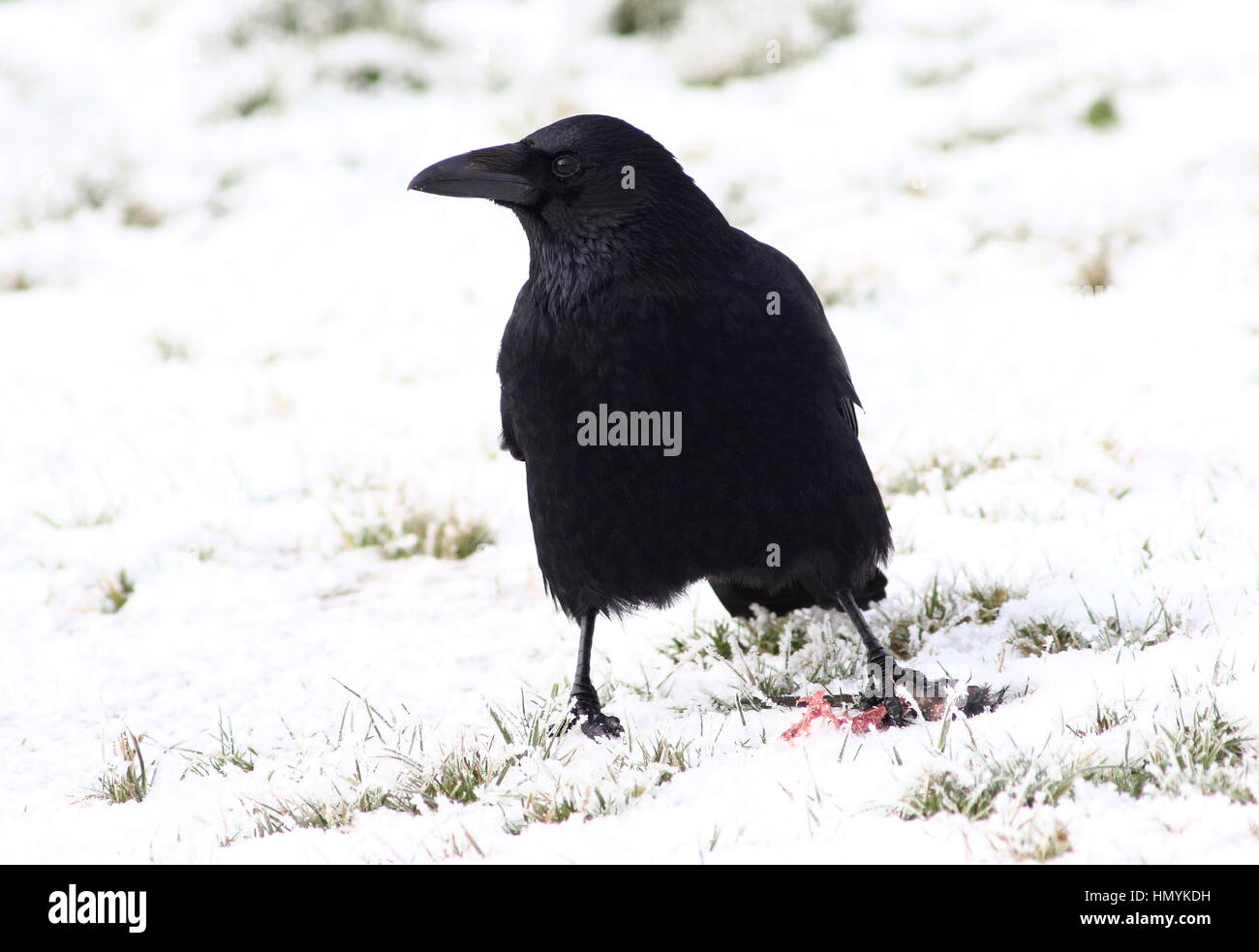 European black carrion crow (Corvus Corone) in the snow, feeding on a mouse Stock Photo