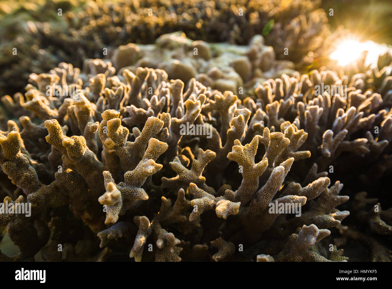 coral rock around beach during ebb tide and morning light time wide shot backgroundat  Nyaung Oo Phee, Myanmar Stock Photo