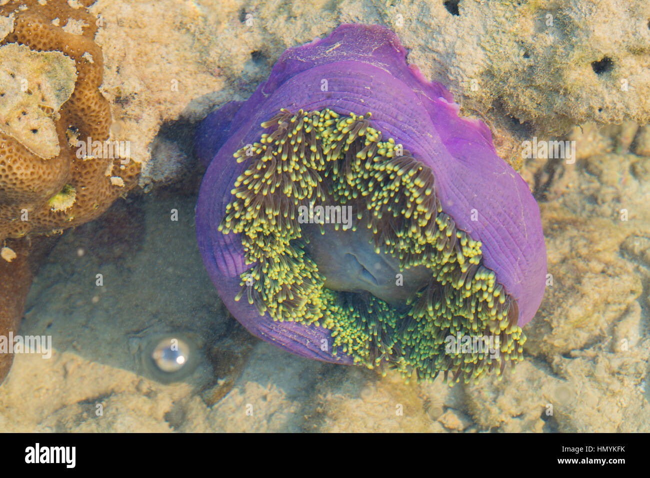 purple anemone under water Stock Photo