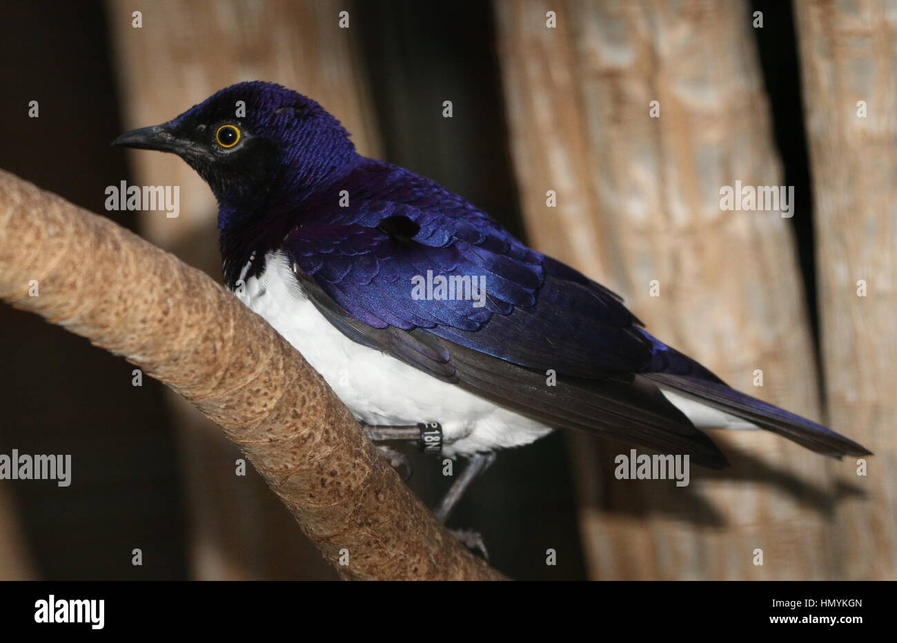 African Violet backed starling, also Amethyst starling (Cinnyricinclus leucogaster) Stock Photo