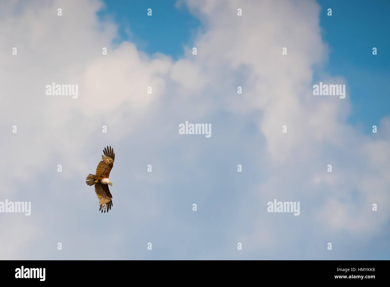 single eagle hawk flying in the blue sky Stock Photo