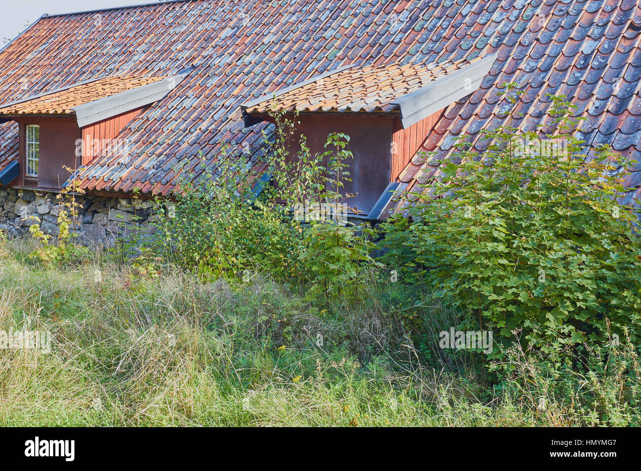 Roof of traditional house surrounded by overgrown plants, Sweden, Scandinavia Stock Photo