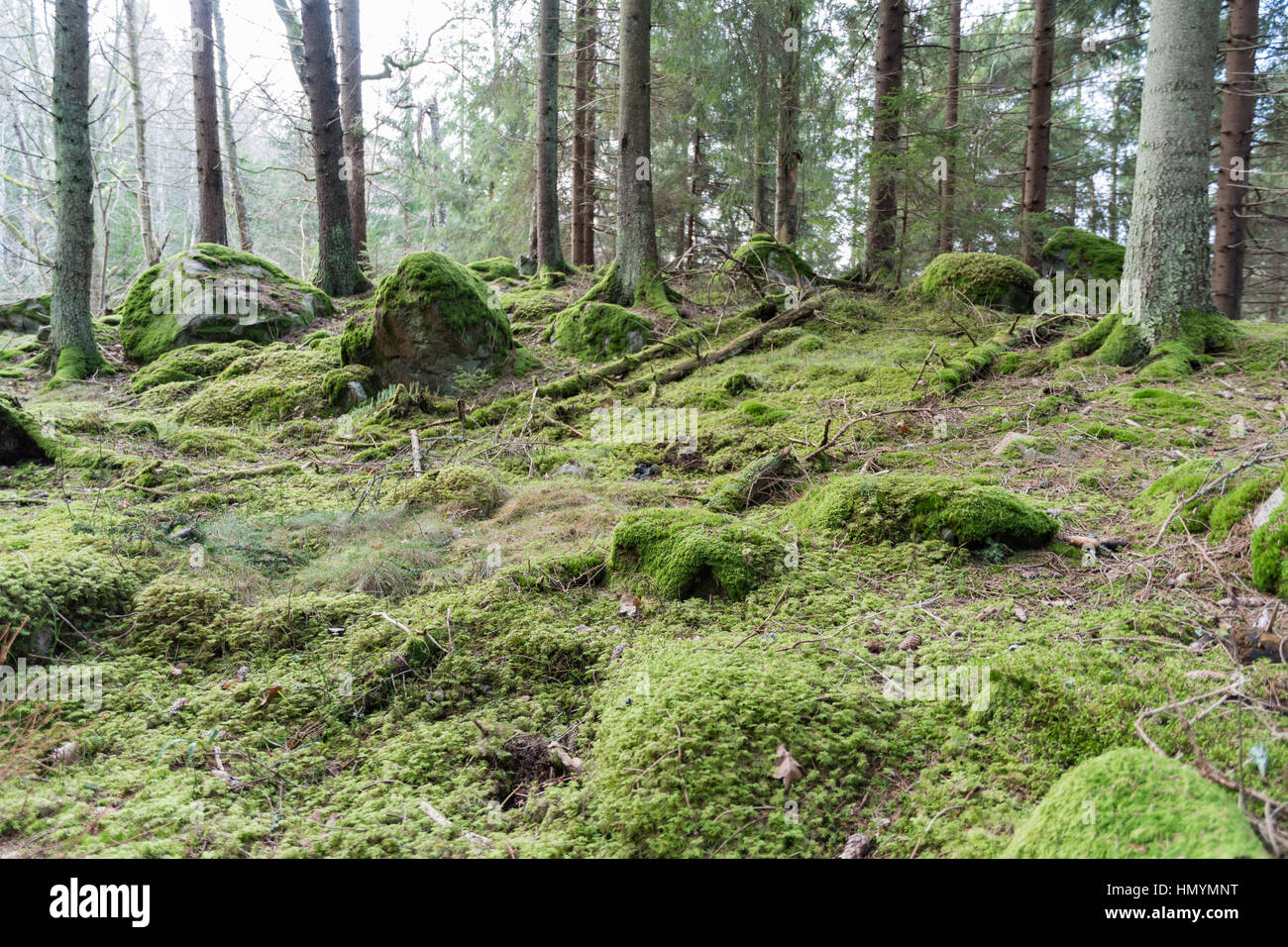 Untouched old mossy forest with rocks and tree trunks Stock Photo