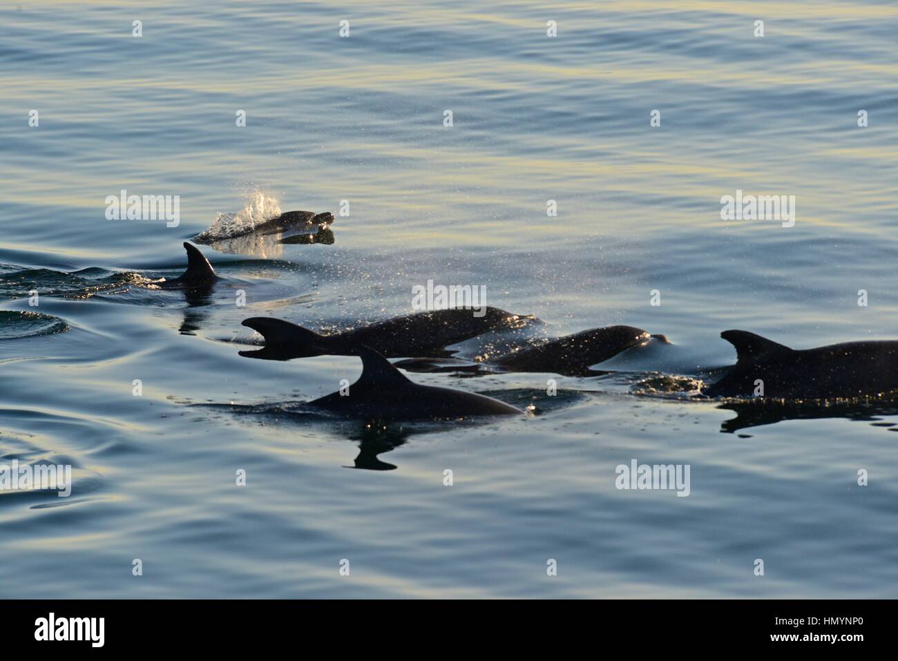 Bottlenose dolphins, Tursiops truncatus, Gulf of California (Sea of Cortez), Baja California Norte, Mexico Stock Photo
