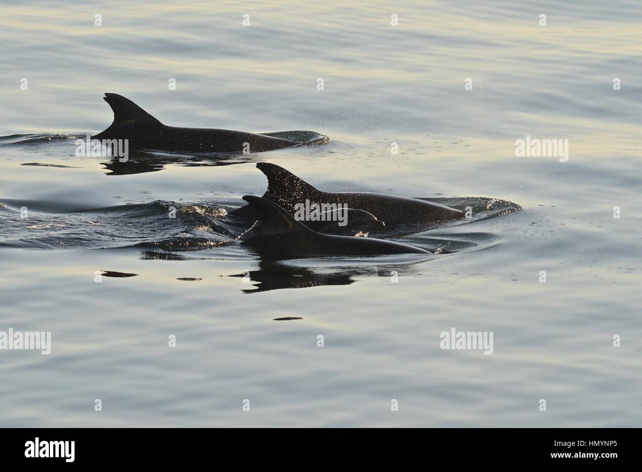 Bottlenose dolphins, Tursiops truncatus, Gulf of California (Sea of Cortez), Baja California Norte, Mexico Stock Photo