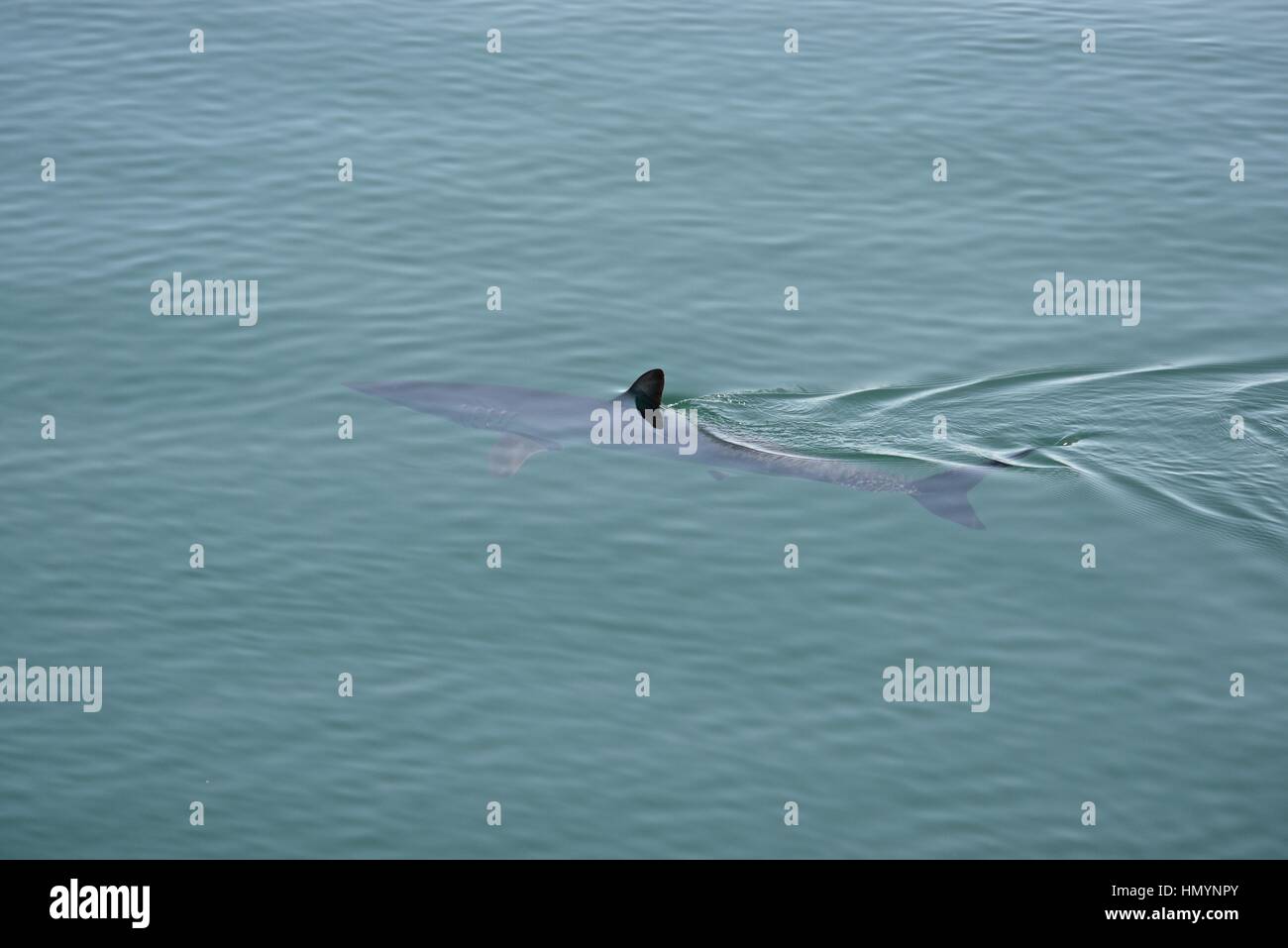 Shortfin Mako Shark, Isurus oxyrinchus, swimming under the surface in