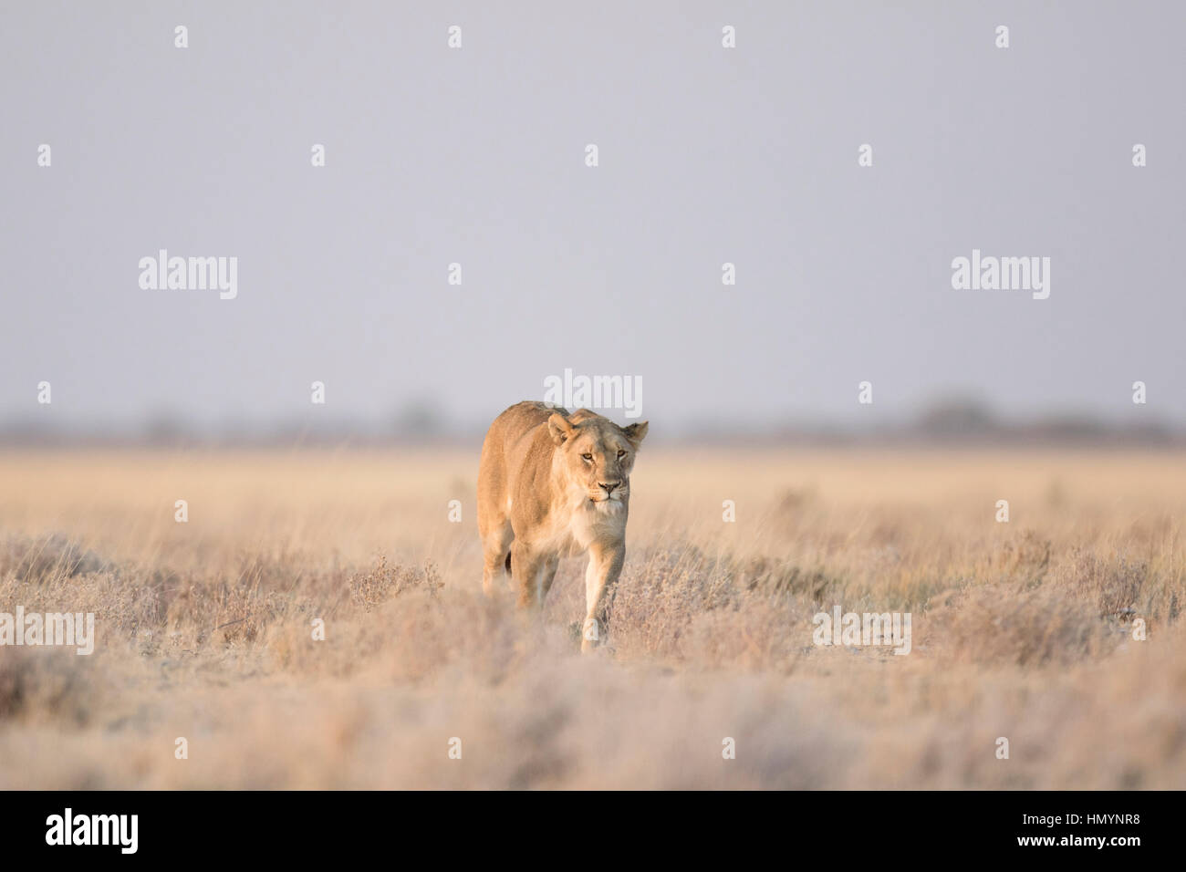 Lioness on the prowl in Etosha National Park, Namibia. Stock Photo