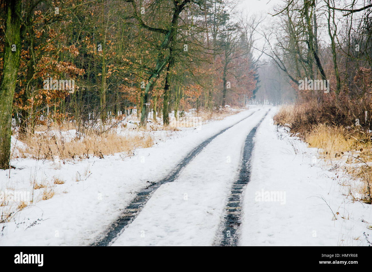 empty forest road with snow during hardcore winter Stock Photo - Alamy