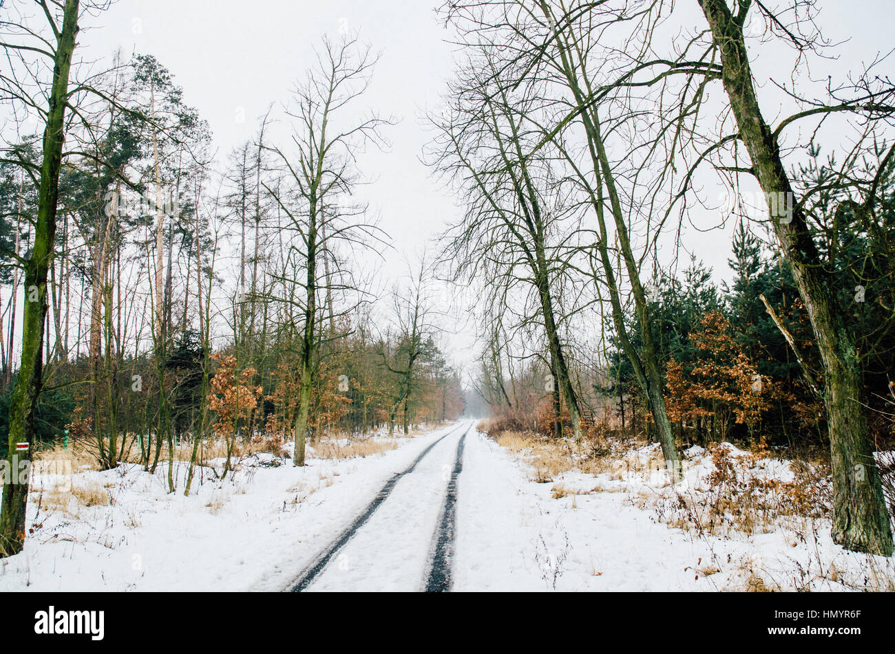 empty forest road with snow during hardcore winter Stock Photo - Alamy