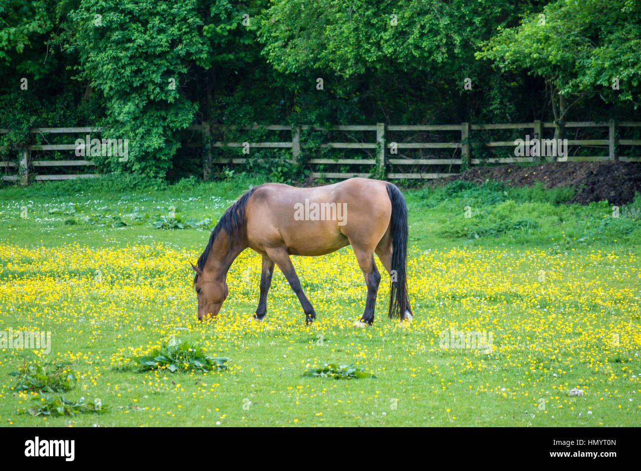 Consume grass hi-res stock photography and images - Alamy