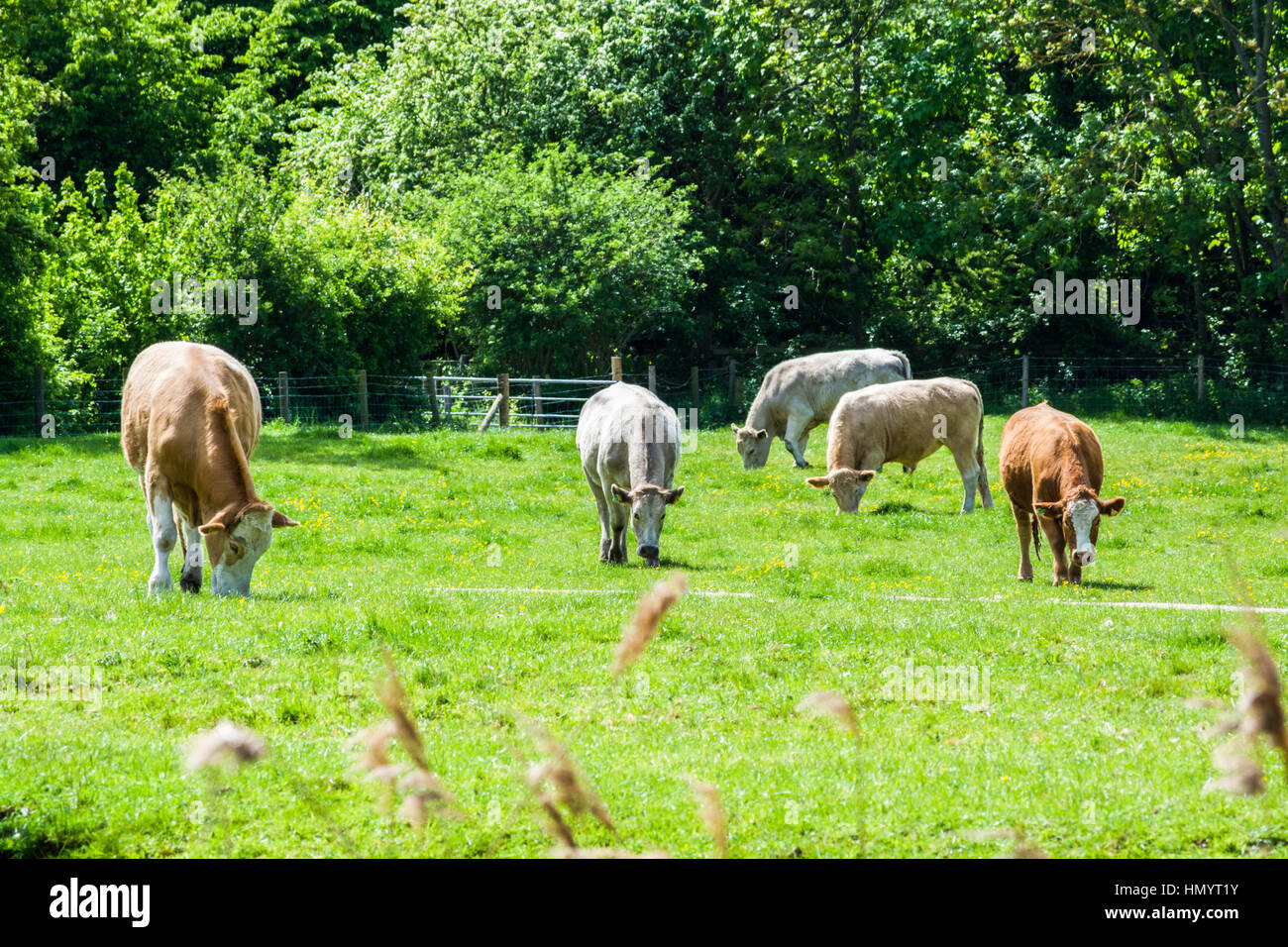 Cows in a farm eating grass in summer Stock Photo - Alamy