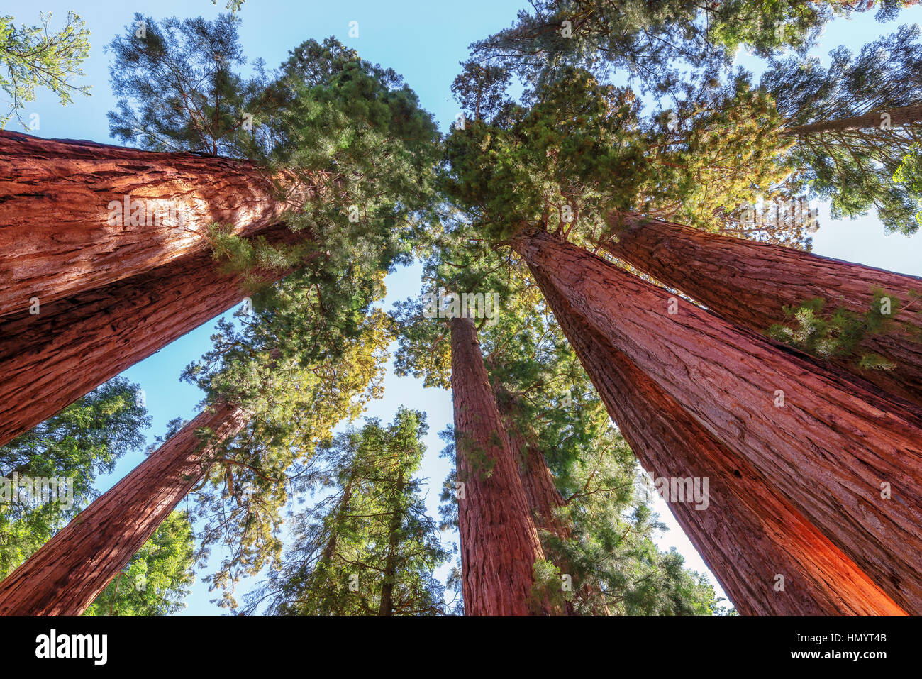 Giant Sequoia in Sequoia National Park. Stock Photo