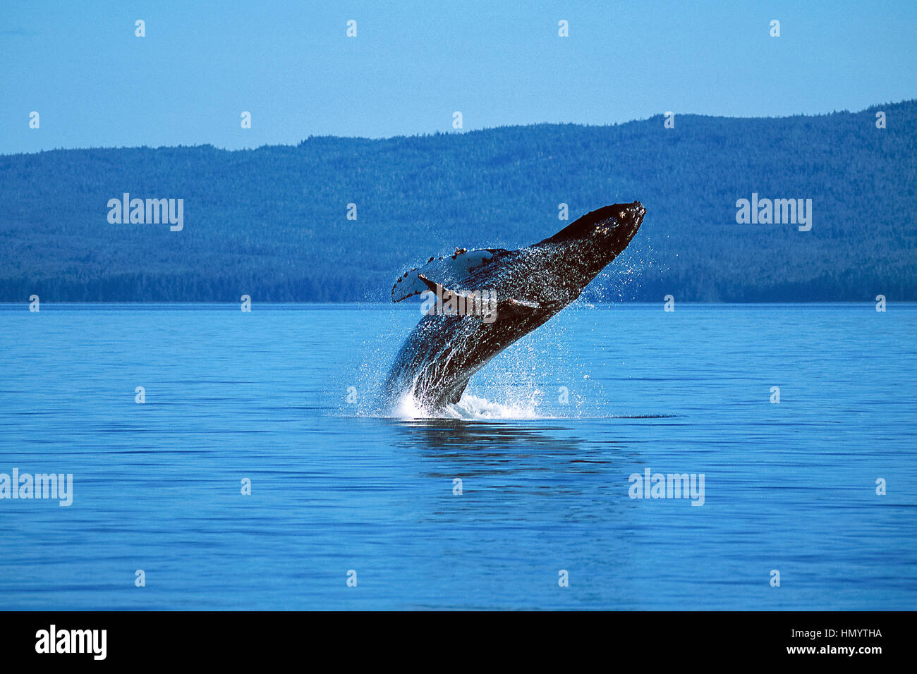 Humpback whale breaching on a sunny day, (Megaptera novaeangliae), Alaska, Southeast Alaska, Frederick Sound, Taken 07.96 Stock Photo