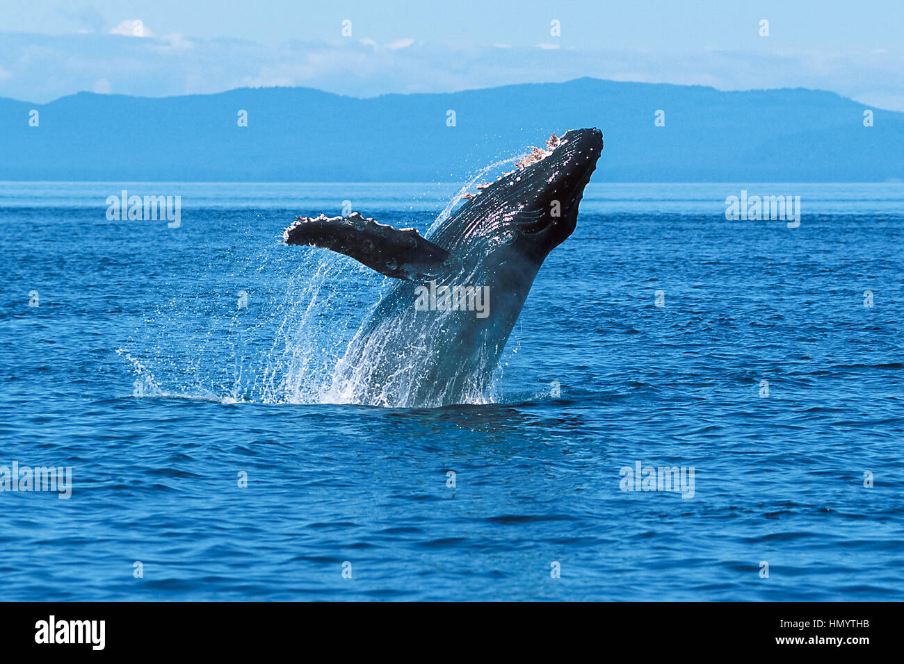 Humpback whale breaching (Megaptera novaeangliae), Alaska, Southeast Alaska, Frederick Sound, Taken 07.96 Stock Photo