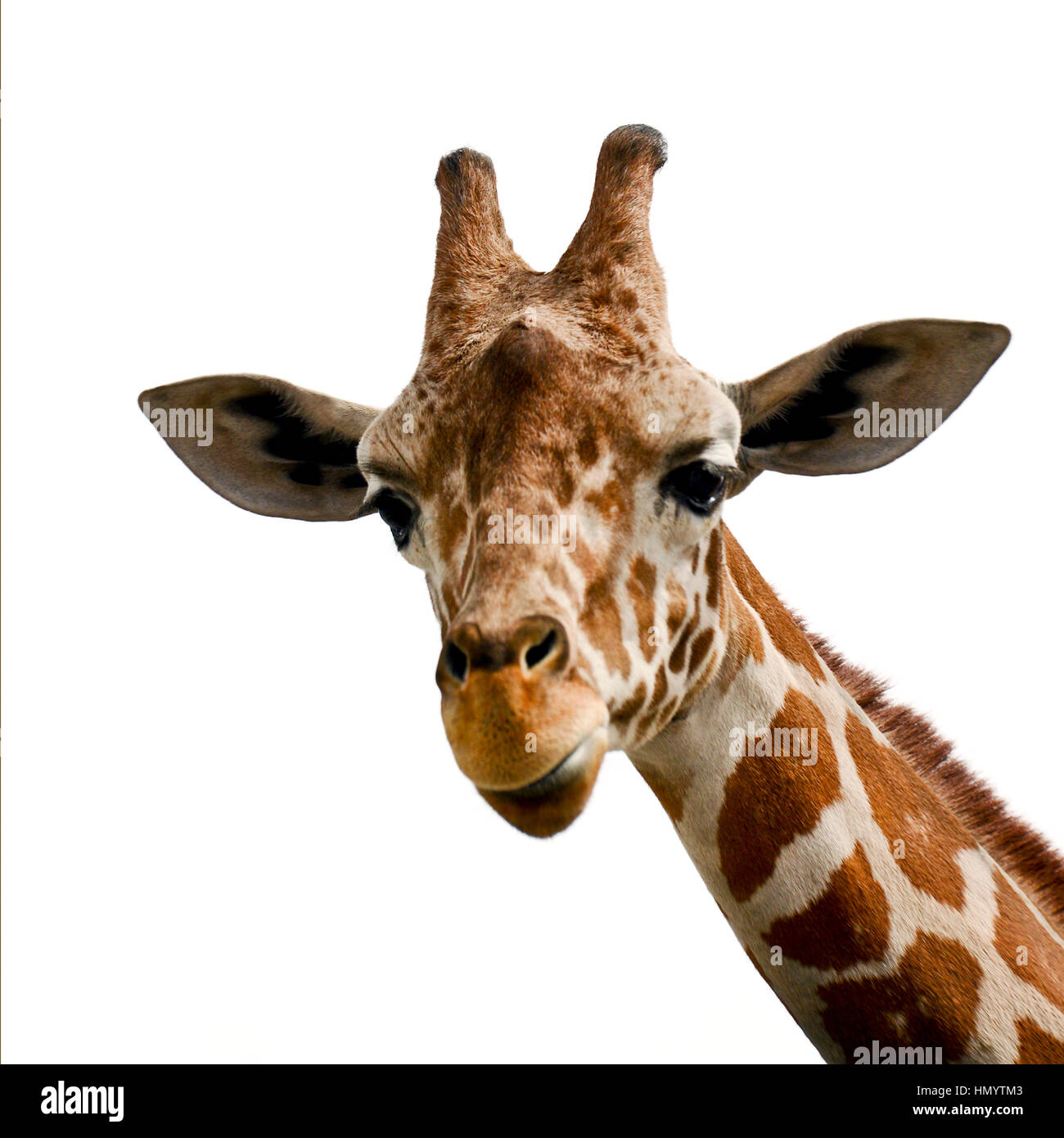 Giraffe on white background Stock Photo