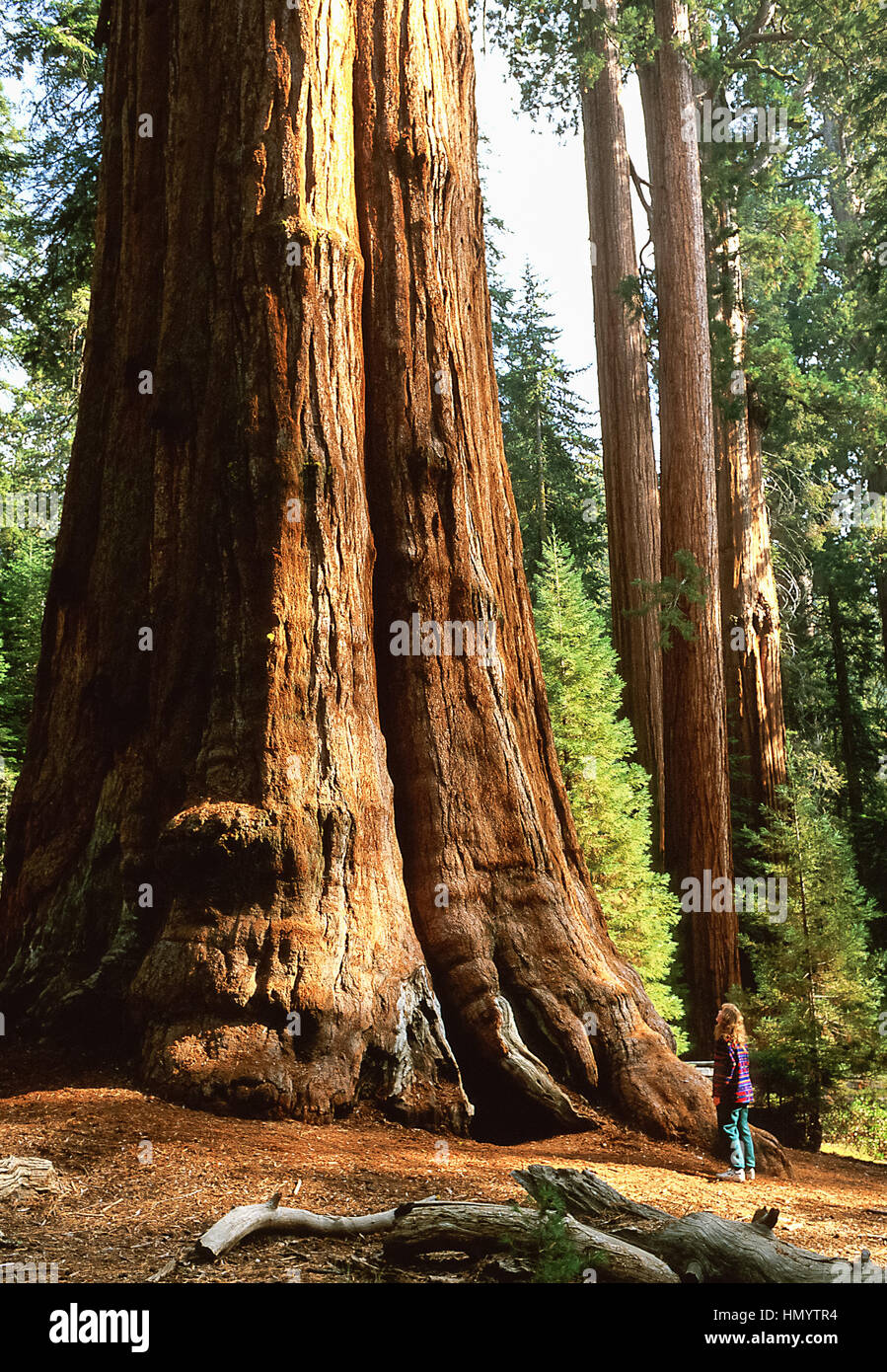 Giant sequoia known as the General Sherman Tree, (Sequoiadendron giganteum), California, Sequoia National Park, Taken 07.96 Stock Photo