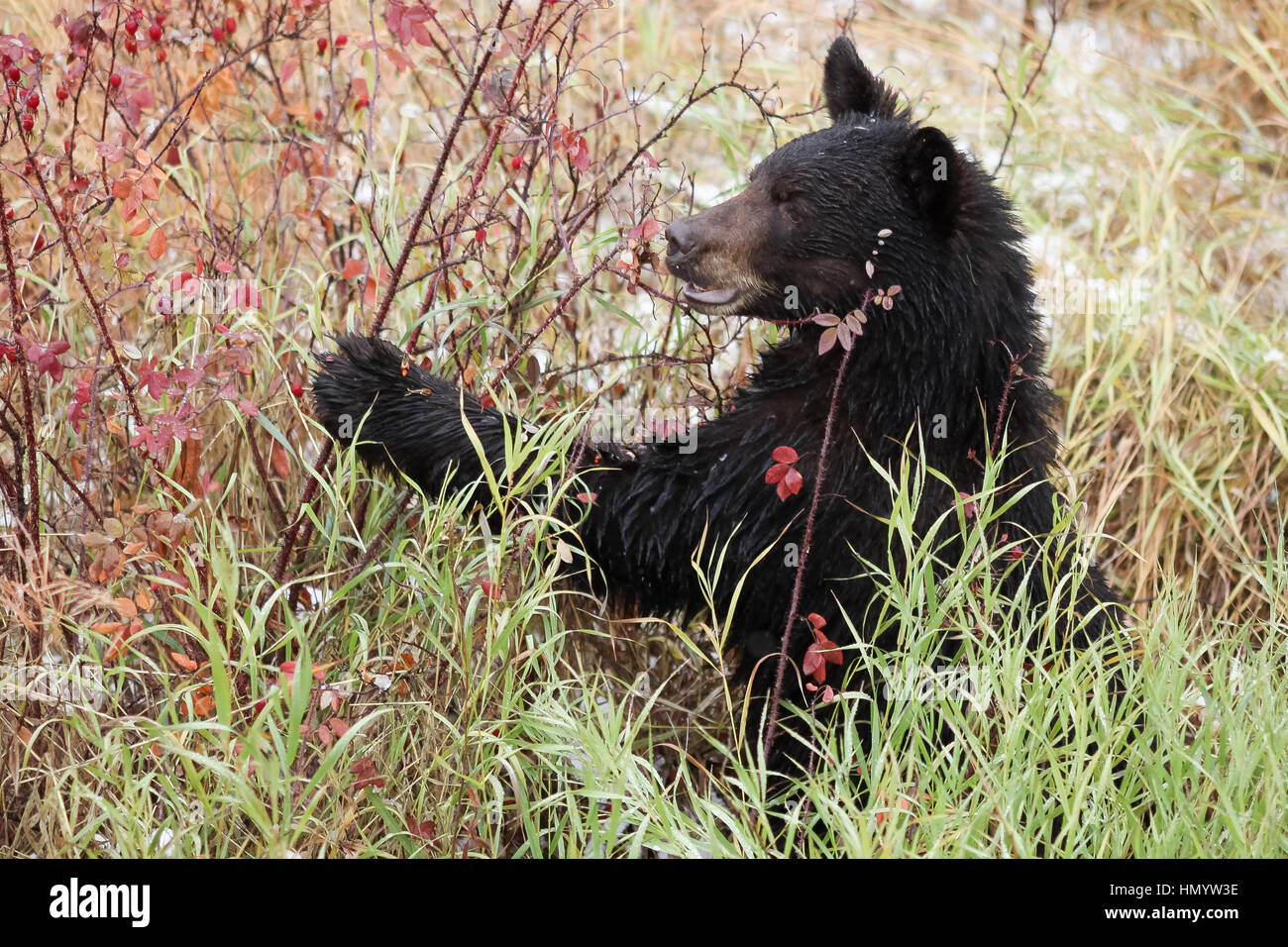 Black bear eating rose hips, Alaska, near Tok, Taken 09.13 Stock Photo