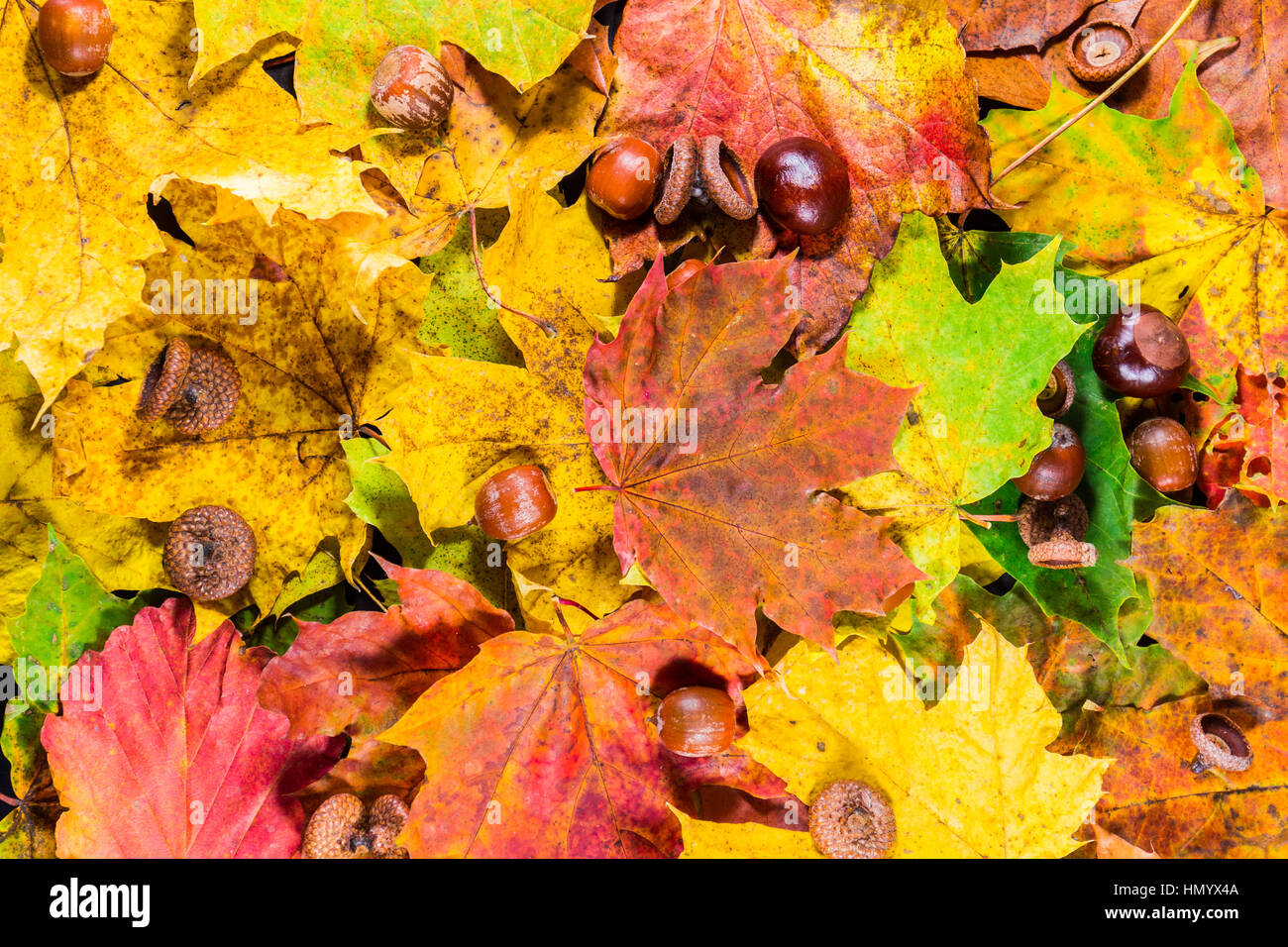 Colorful and bright background made of fallen autumn leaves Stock Photo