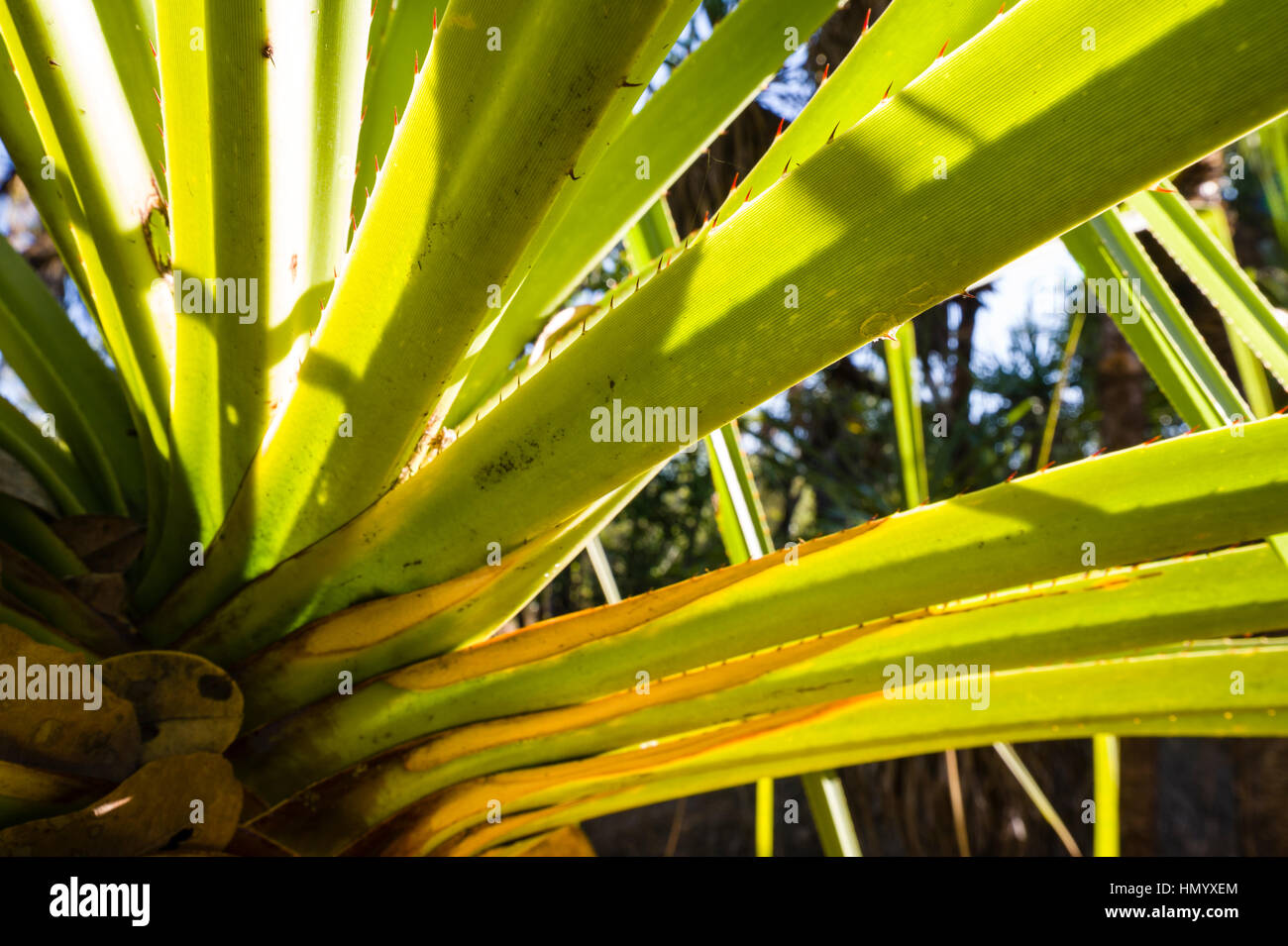 Sunlight pierces the spikey leaves of a Pandanus tree. Stock Photo