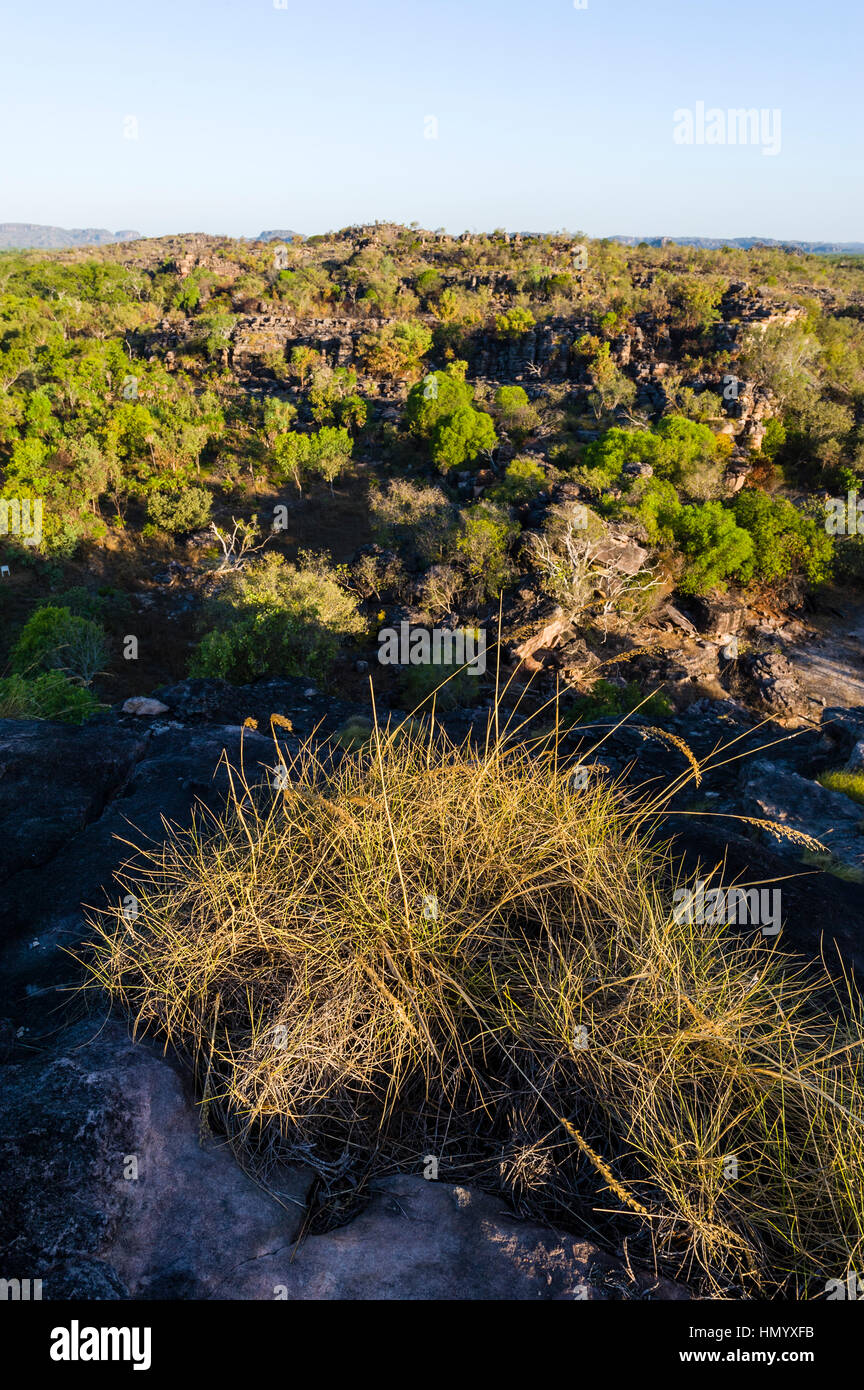 A Spinifex colony overlooking a rugged Kombilgie sandstone stone country at sunset Stock Photo