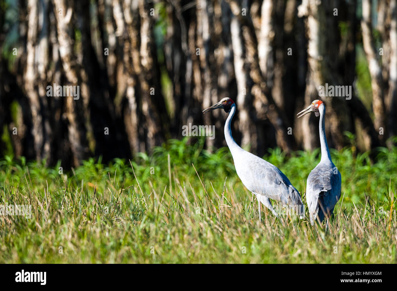 A pair of elegant Brolga wading through a floodplain. Stock Photo